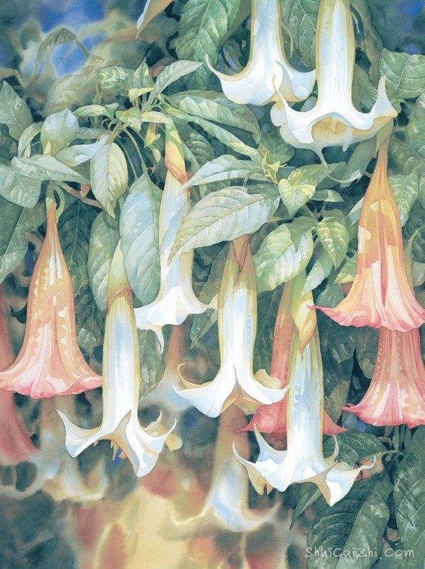 水彩画家达里尔特洛特Darryl Trott