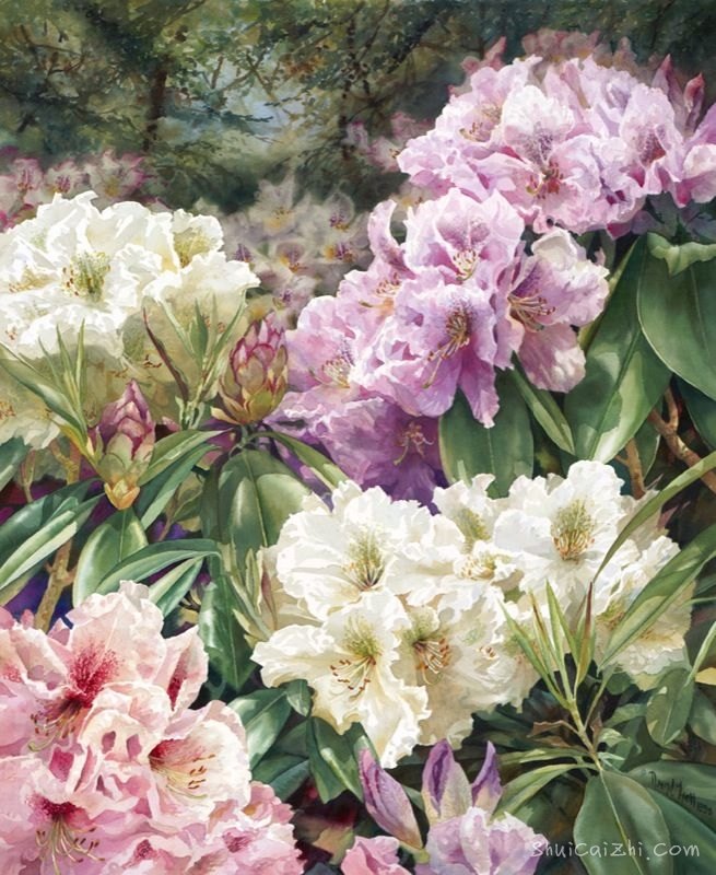 水彩画家达里尔特洛特Darryl Trott