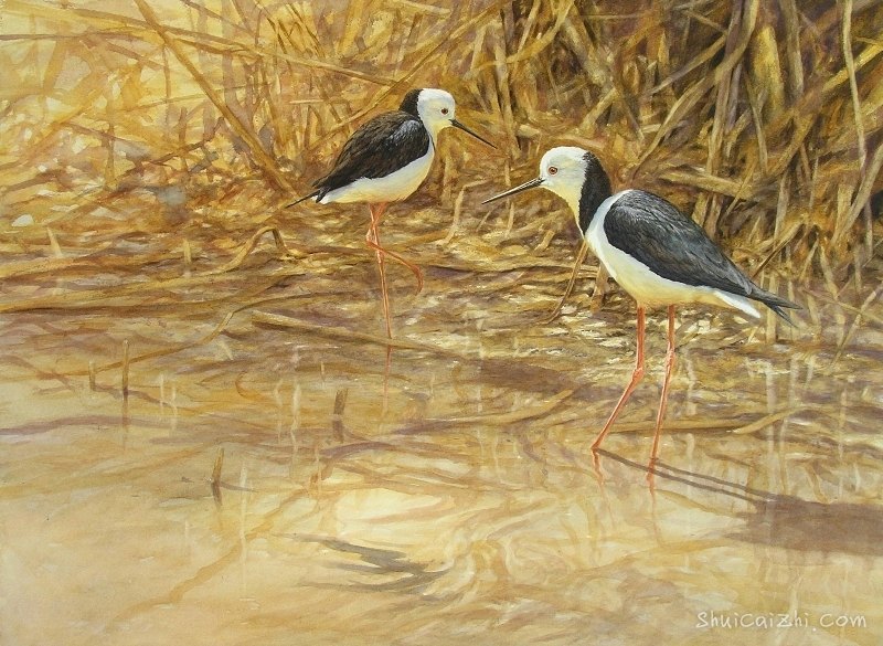 Guy Troughton自然类水彩作品3518