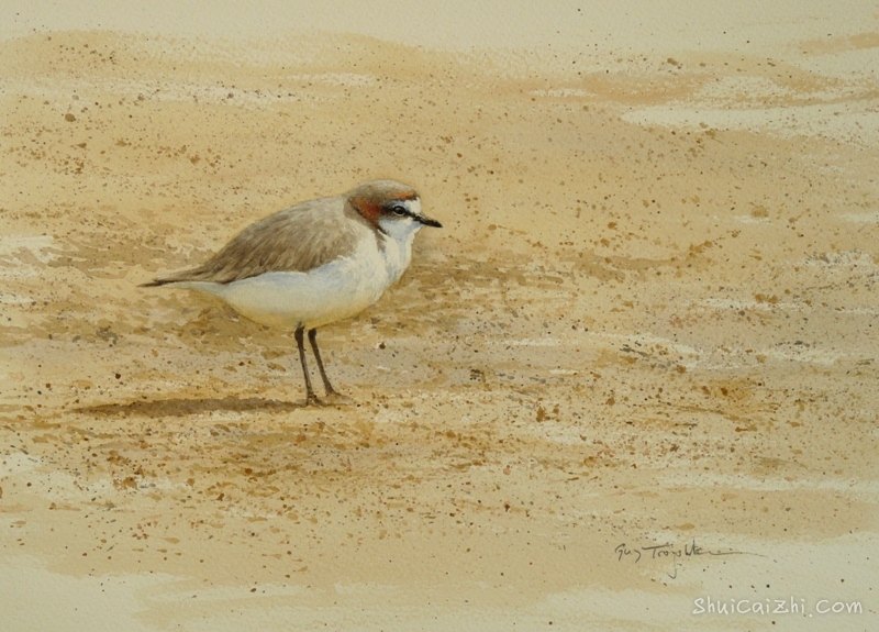 Guy Troughton自然类水彩作品6423