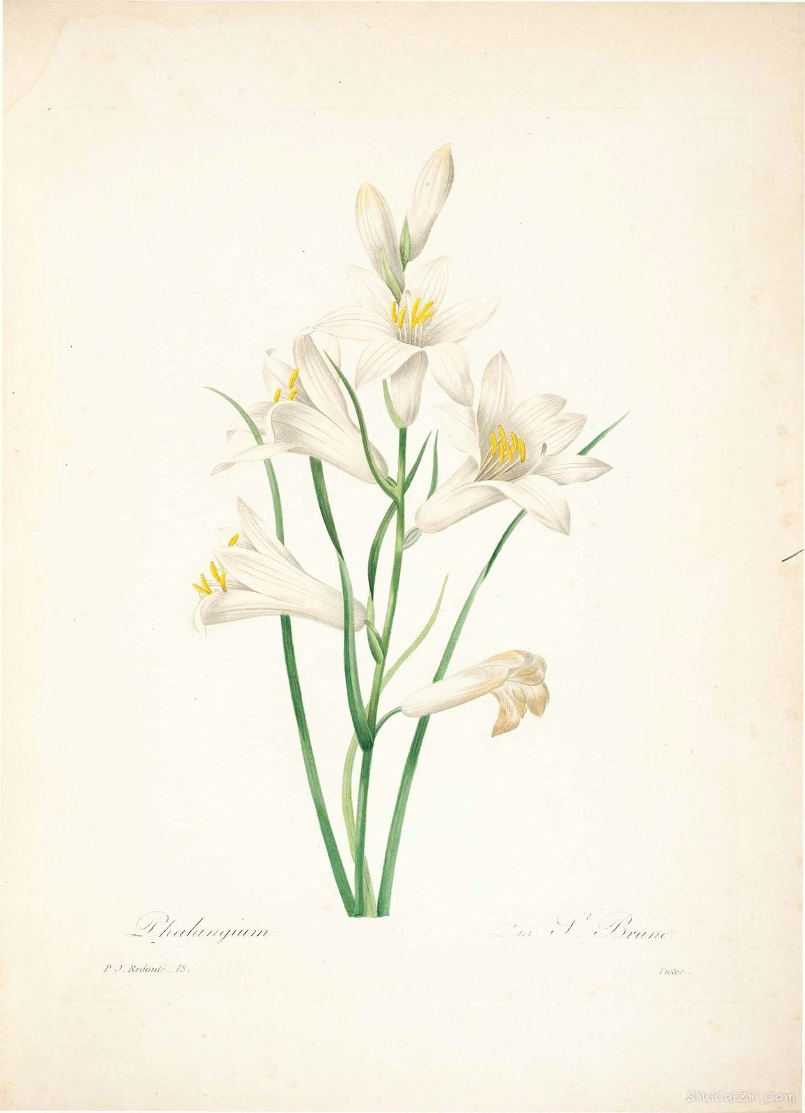 雷杜德植物画65087652