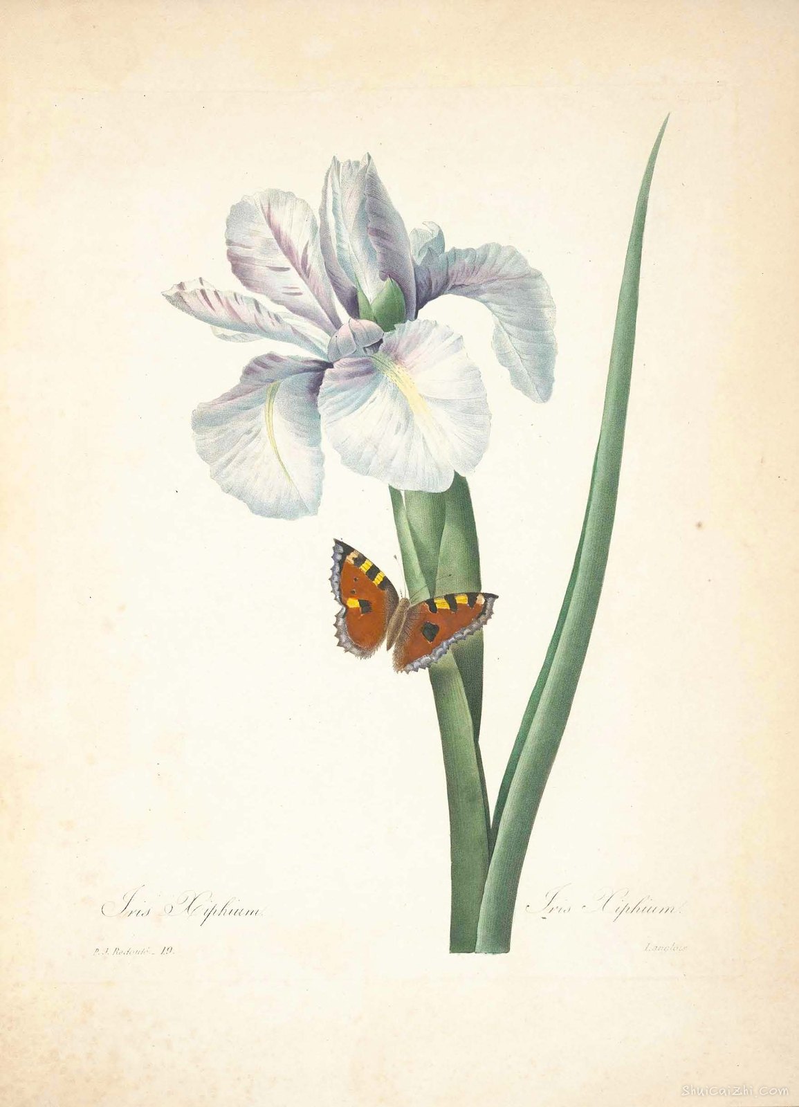 雷杜德植物画65087841