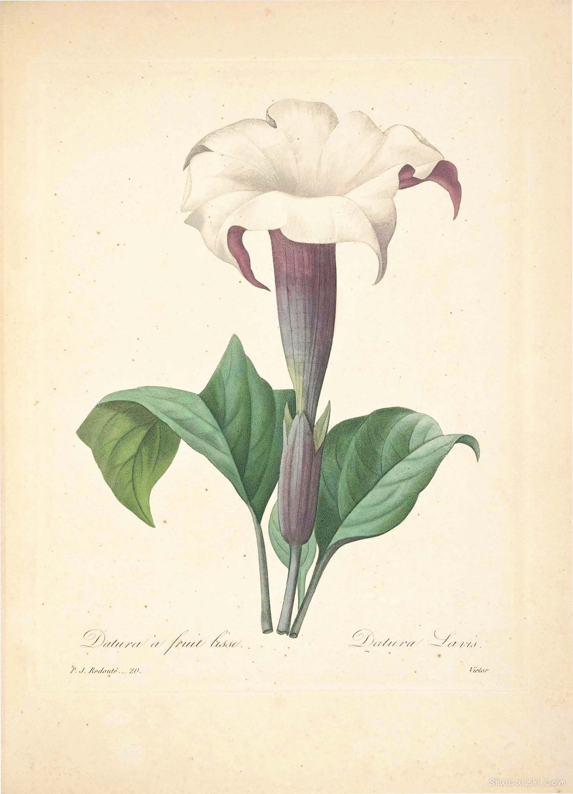 雷杜德植物画65088089