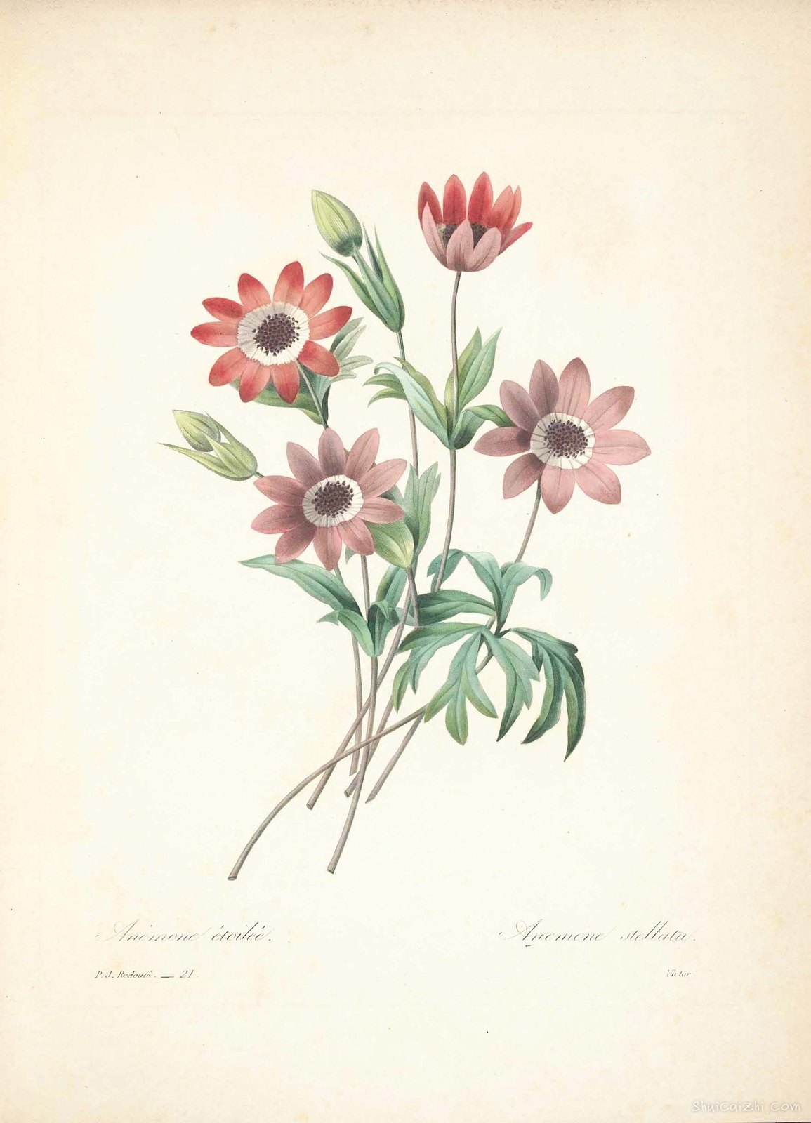 雷杜德植物画65091023