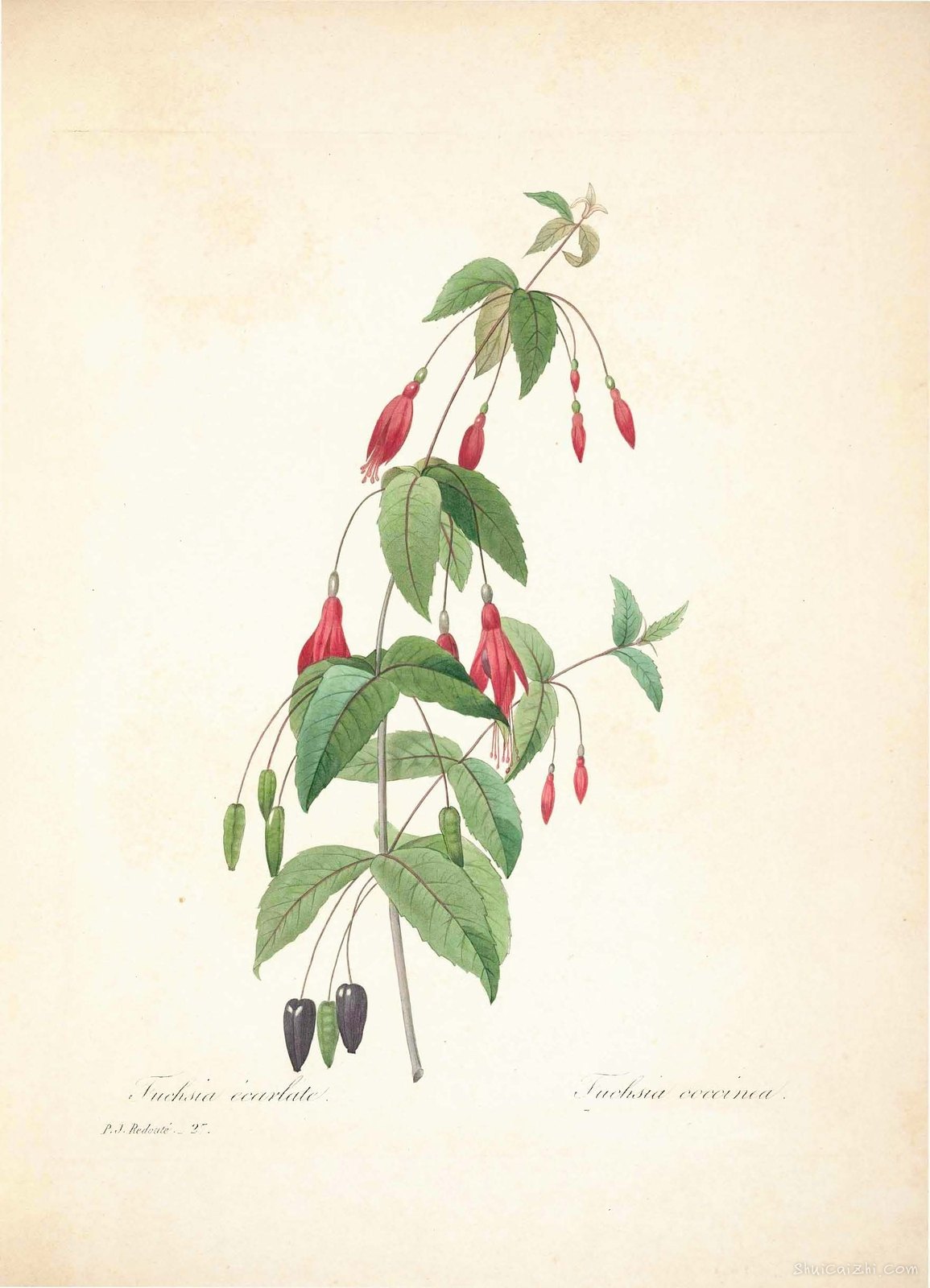 雷杜德植物画65092180