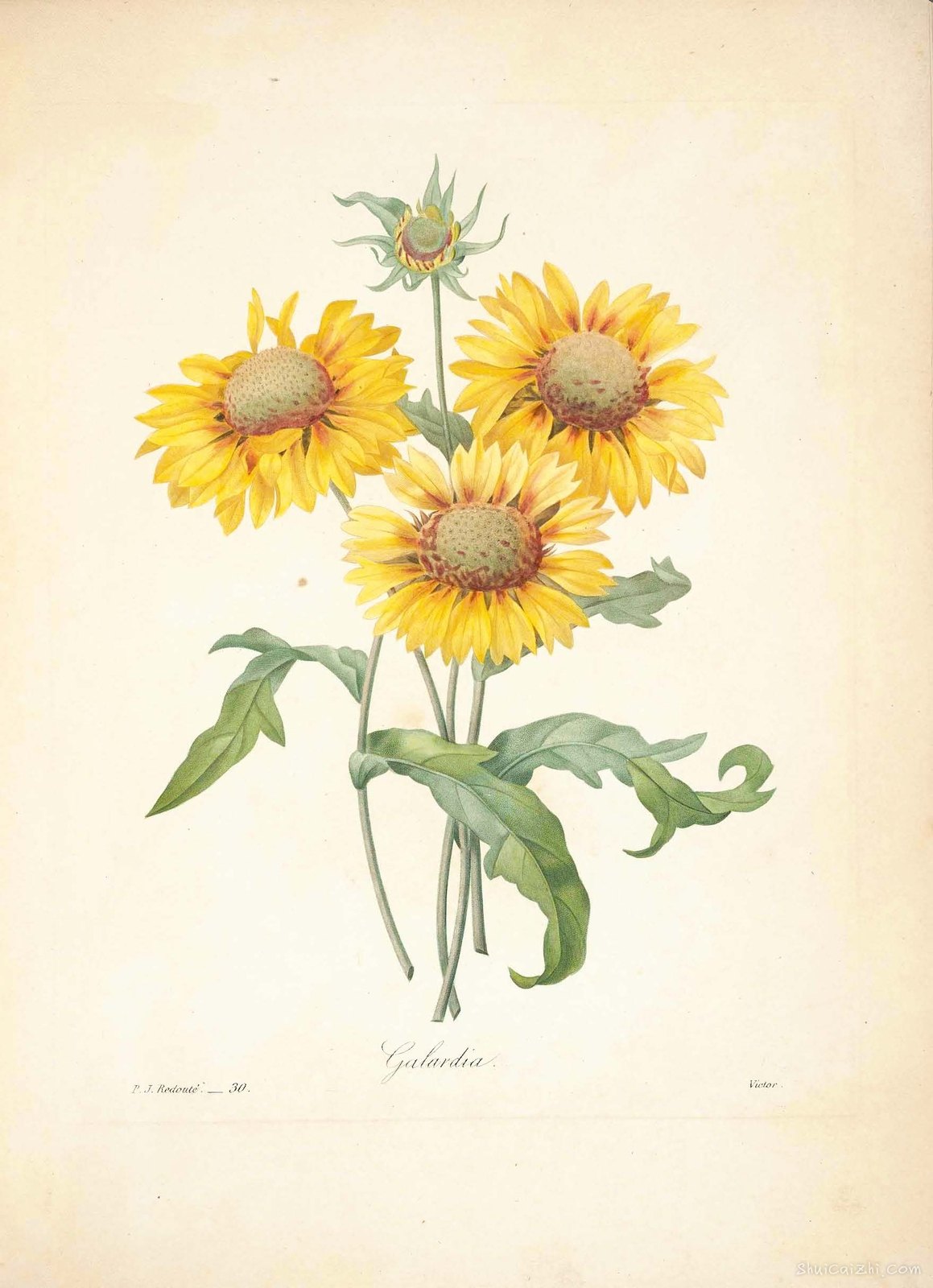 雷杜德植物画65092796