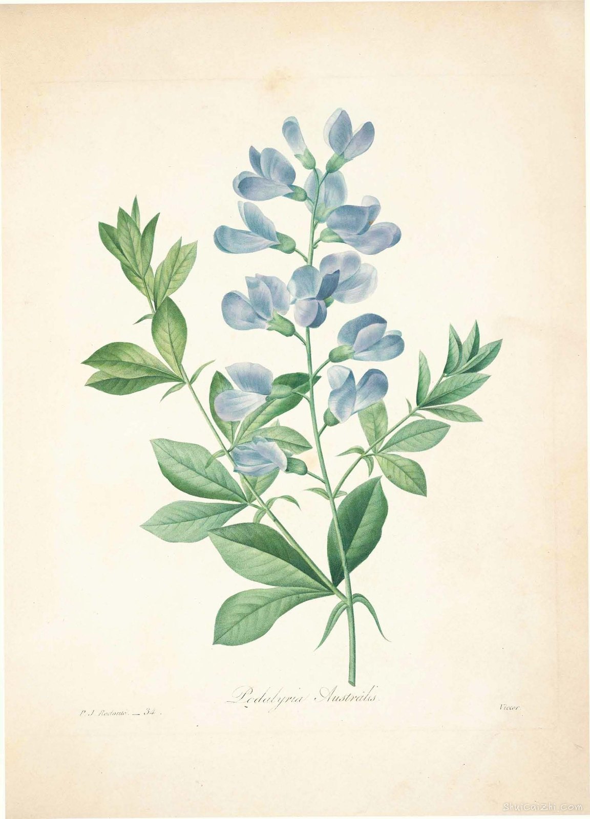 雷杜德植物画65093711