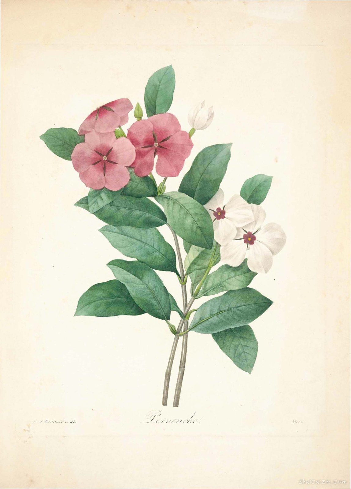 雷杜德植物画65096378