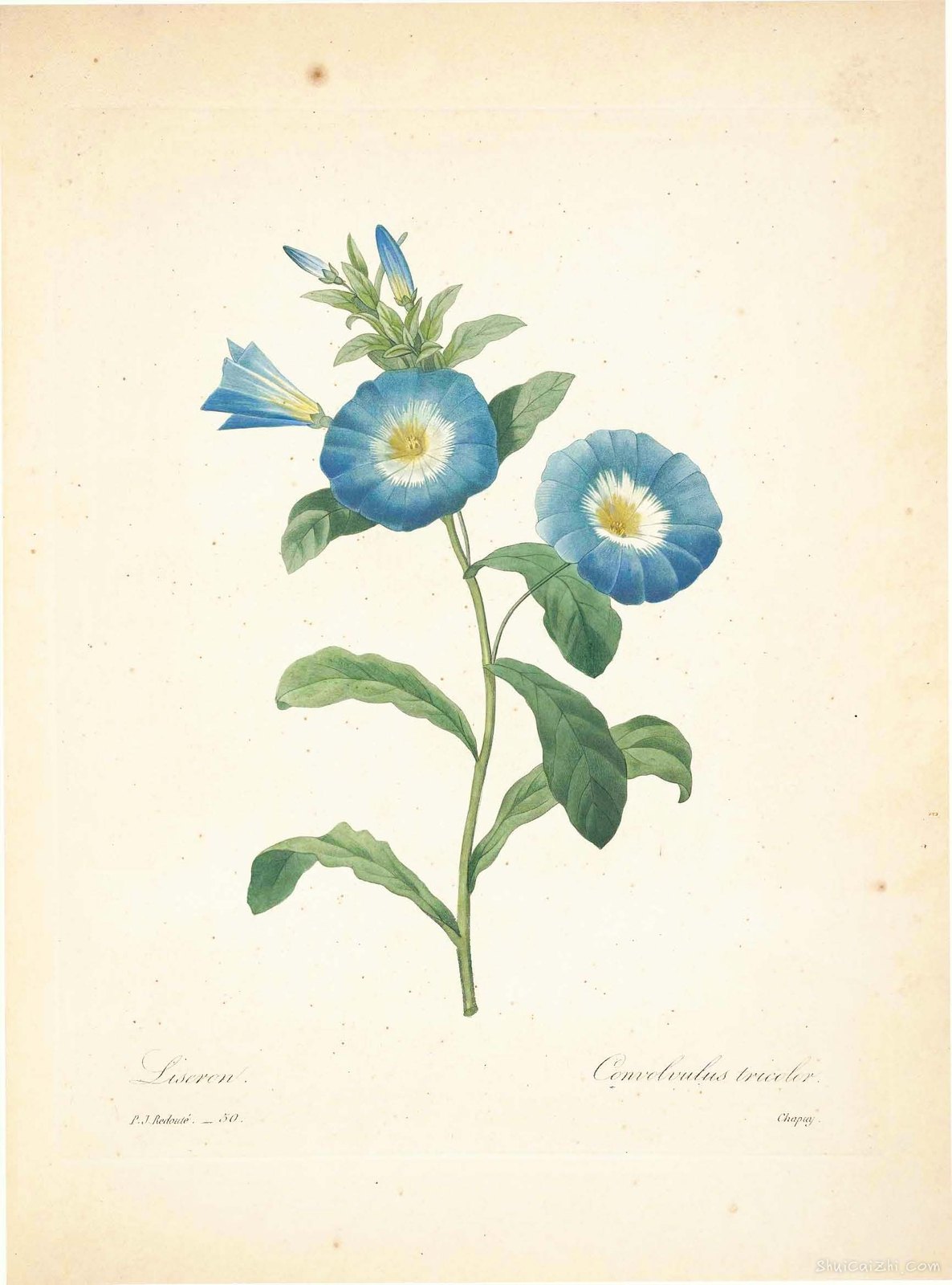 雷杜德植物画65097920