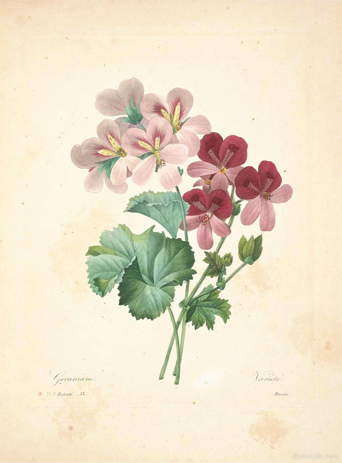 雷杜德植物画65098517