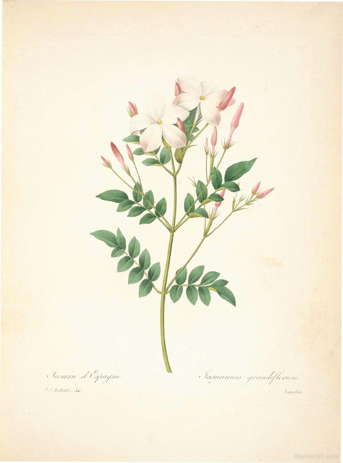 雷杜德植物画65098597