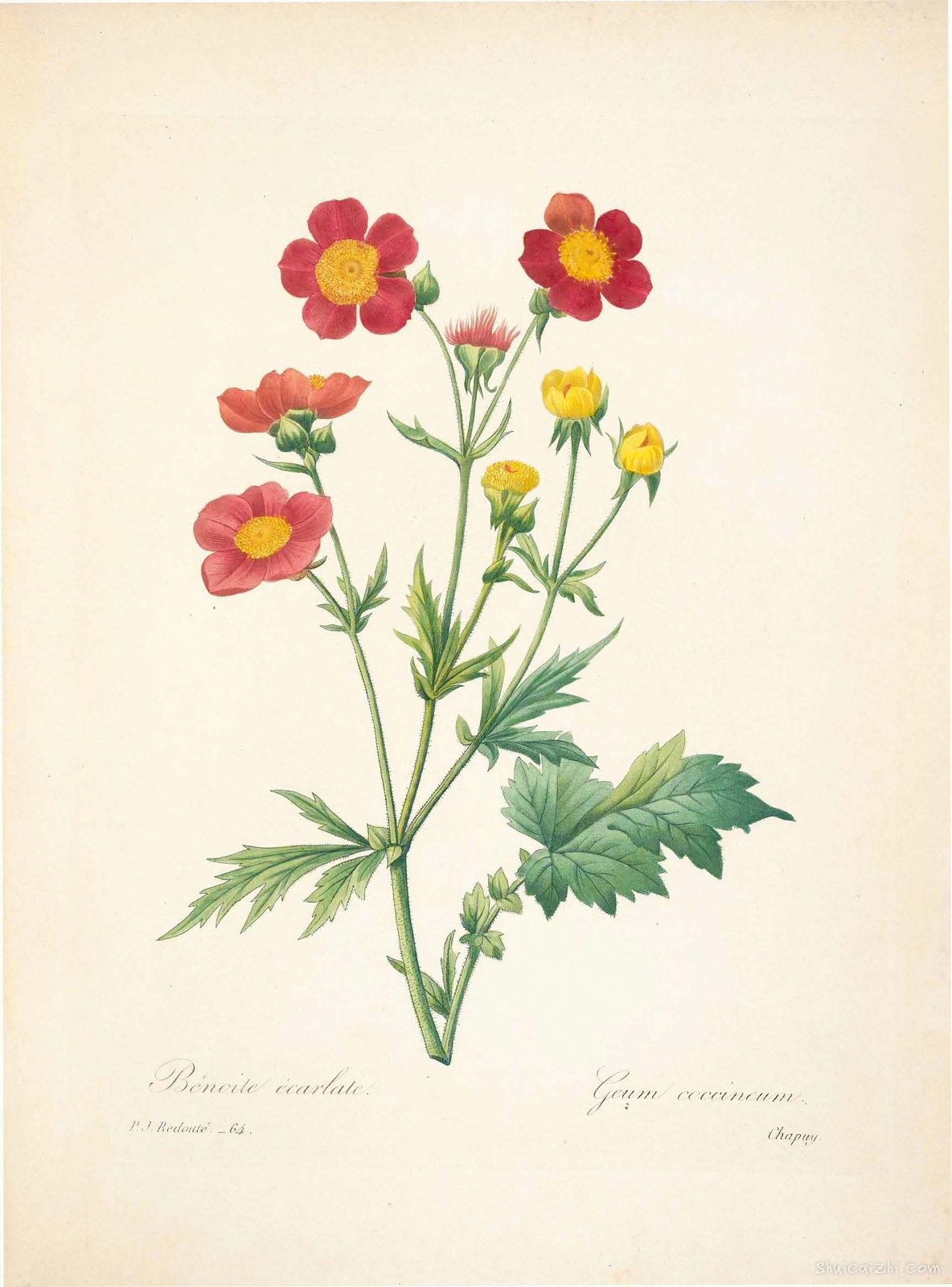 雷杜德植物画65101296