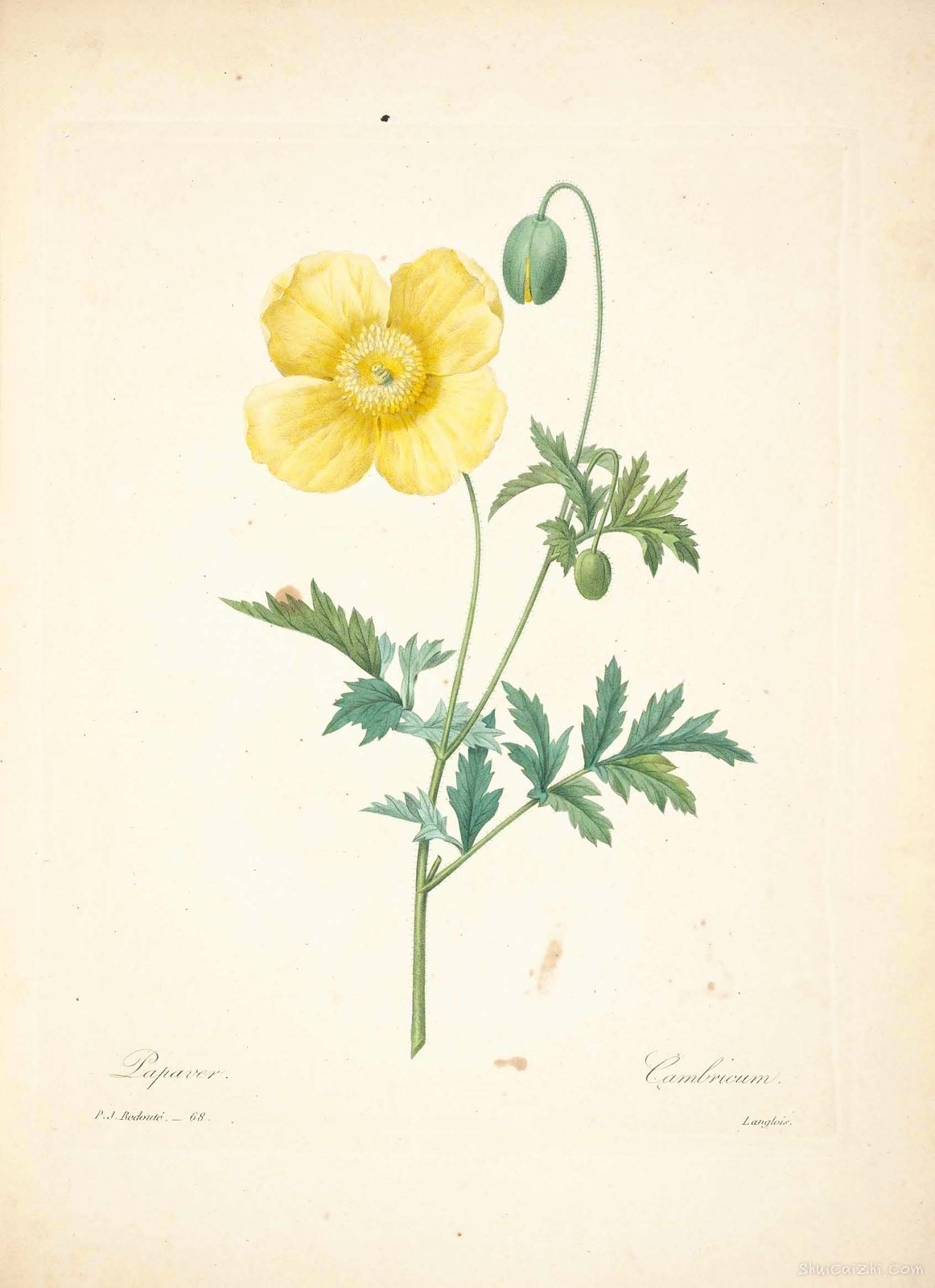 雷杜德植物画65101919