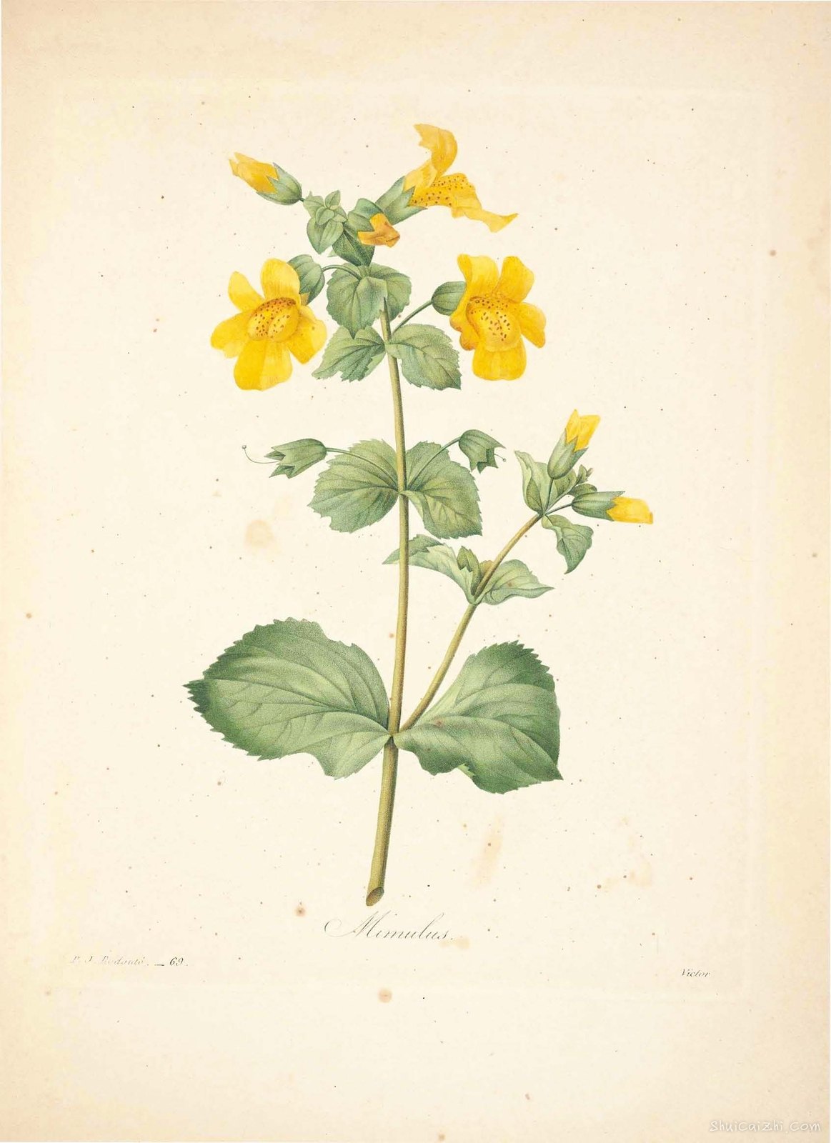 雷杜德植物画65102024