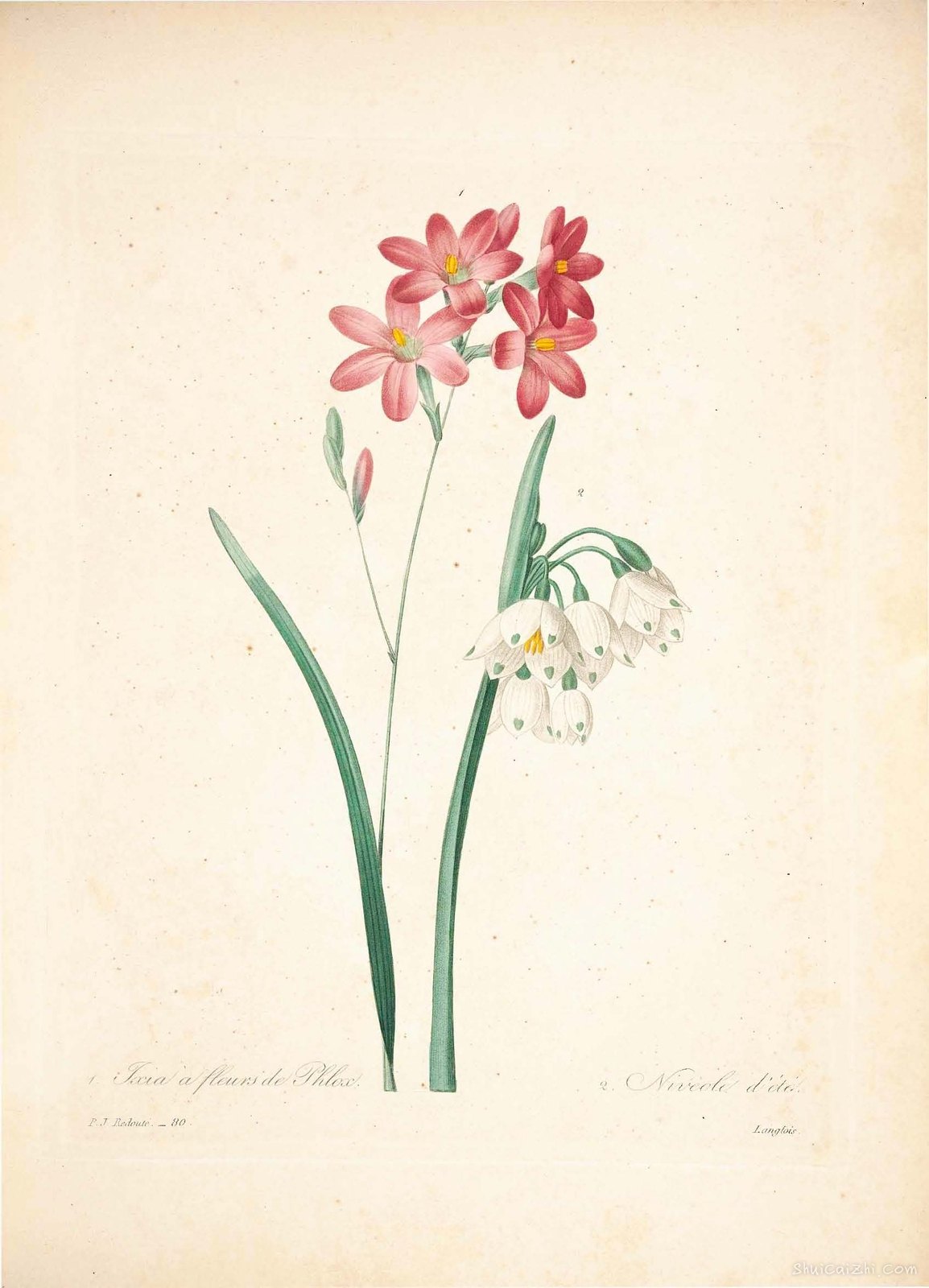 雷杜德植物画65103757