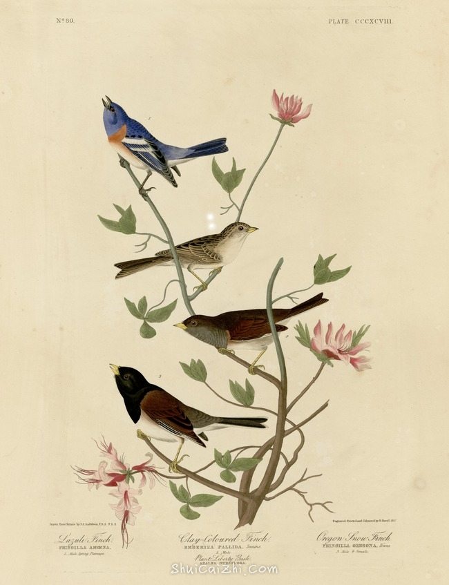约翰.奥杜邦（John James Audubon）博物画鸟类作品