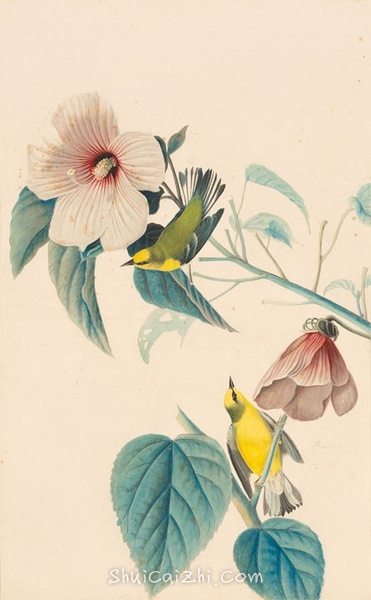 约翰.奥杜邦（John James Audubon）博物画鸟类作品