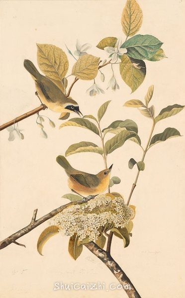 约翰.奥杜邦（John James Audubon）博物画鸟类作品