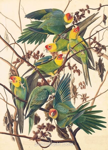 约翰.奥杜邦（John James Audubon）博物画鸟类作品53610695