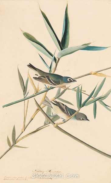 约翰.奥杜邦（John James Audubon）博物画鸟类作品53610773