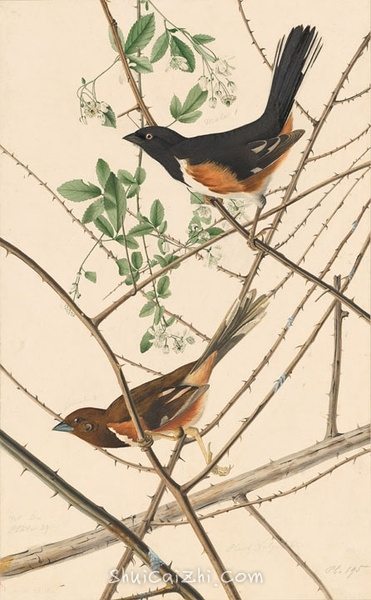 约翰.奥杜邦（John James Audubon）博物画鸟类作品53610879