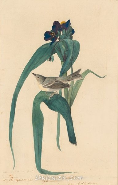 约翰.奥杜邦（John James Audubon）博物画鸟类作品53611576