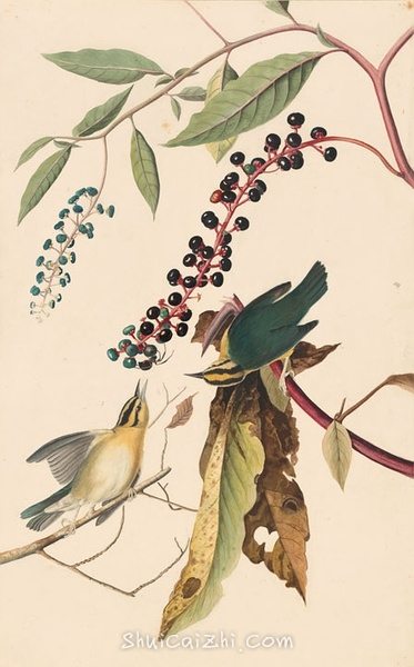 约翰.奥杜邦（John James Audubon）博物画鸟类作品53611832
