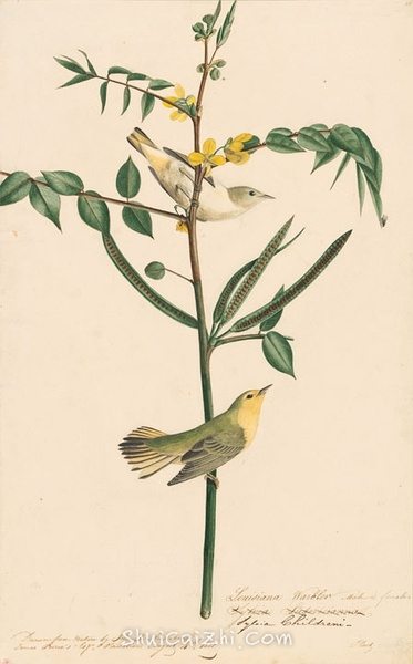 约翰.奥杜邦（John James Audubon）博物画鸟类作品53611881