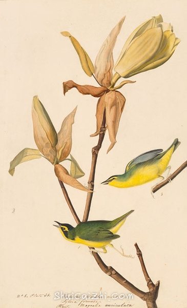 约翰.奥杜邦（John James Audubon）博物画鸟类作品53612053