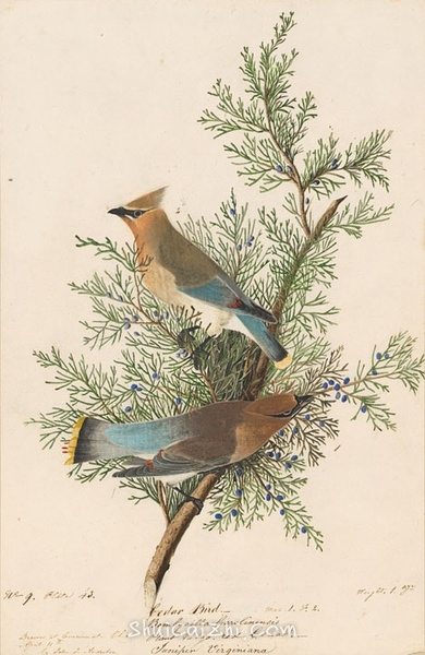 约翰.奥杜邦（John James Audubon）博物画鸟类作品53612918