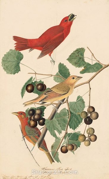 约翰.奥杜邦（John James Audubon）博物画鸟类作品53613020