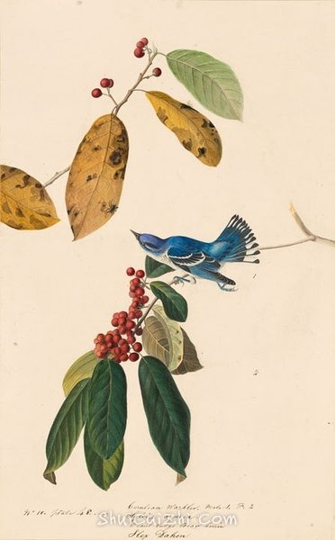 约翰.奥杜邦（John James Audubon）博物画鸟类作品53613129