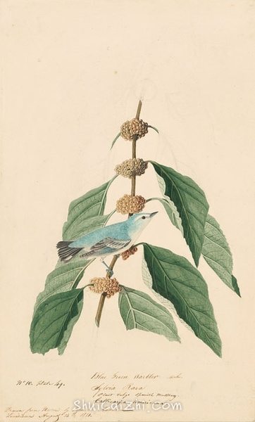 约翰.奥杜邦（John James Audubon）博物画鸟类作品53613144