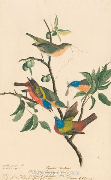 约翰.奥杜邦（John James Audubon）博物画鸟类作品53613193