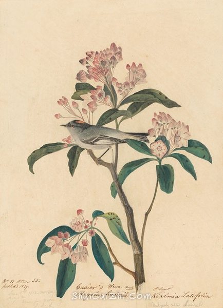 约翰.奥杜邦（John James Audubon）博物画鸟类作品53614679
