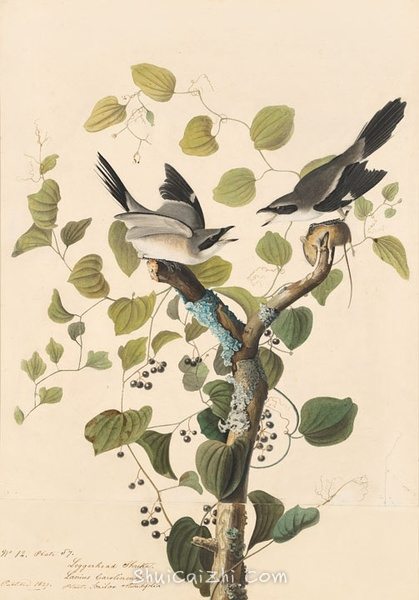 约翰.奥杜邦（John James Audubon）博物画鸟类作品53614799