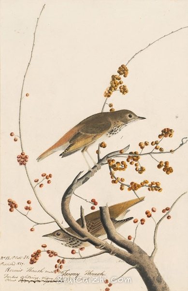 约翰.奥杜邦（John James Audubon）博物画鸟类作品53614911