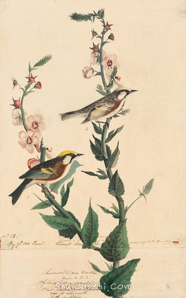 约翰.奥杜邦（John James Audubon）博物画鸟类作品53615002