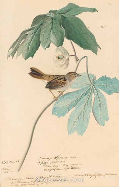 约翰.奥杜邦（John James Audubon）博物画鸟类作品53615593