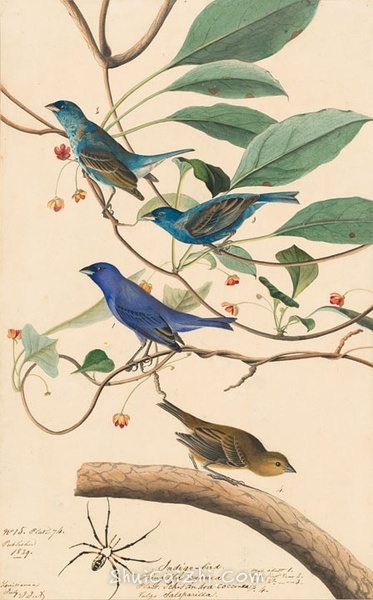 约翰.奥杜邦（John James Audubon）博物画鸟类作品53615904