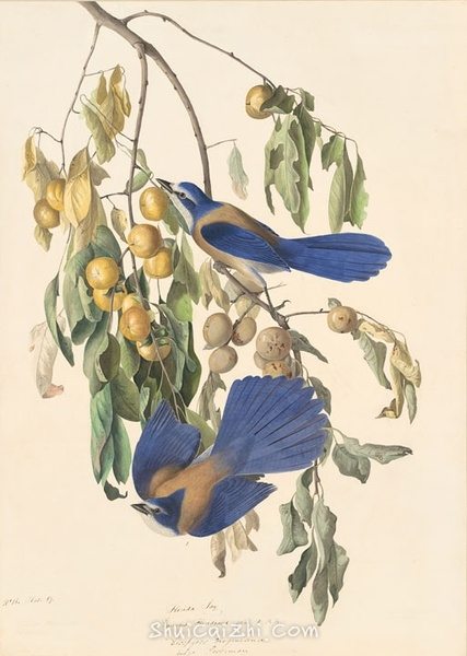 约翰.奥杜邦（John James Audubon）博物画鸟类作品53616136