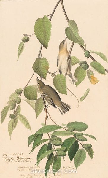 约翰.奥杜邦（John James Audubon）博物画鸟类作品53616257