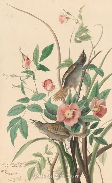 约翰.奥杜邦（John James Audubon）博物画鸟类作品53617395
