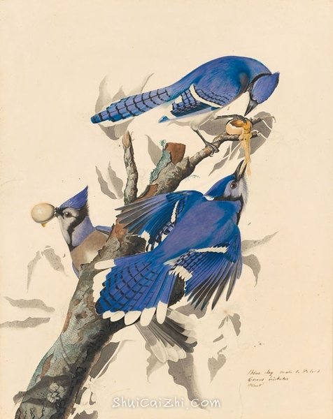 约翰.奥杜邦（John James Audubon）博物画鸟类作品53617619