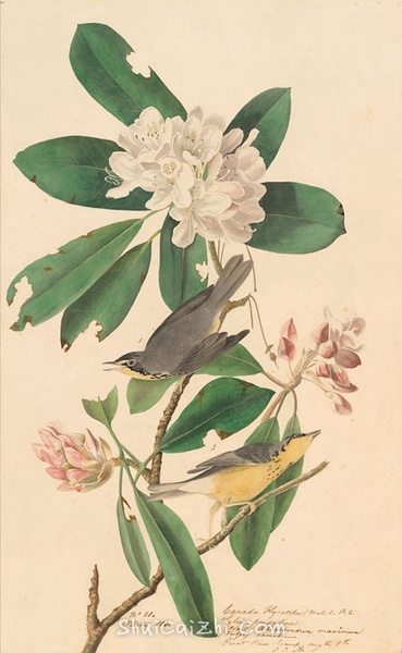 约翰.奥杜邦（John James Audubon）博物画鸟类作品53617682