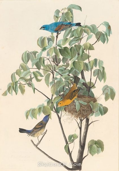 约翰.奥杜邦（John James Audubon）博物画鸟类作品53618451