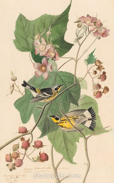 约翰.奥杜邦（John James Audubon）博物画鸟类作品53618506