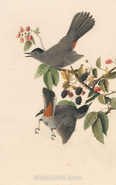 约翰.奥杜邦（John James Audubon）博物画鸟类作品53618534