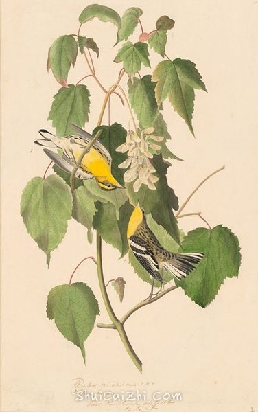 约翰.奥杜邦（John James Audubon）博物画鸟类作品53618628