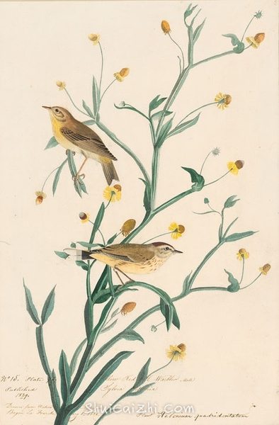 约翰.奥杜邦（John James Audubon）博物画鸟类作品53618676